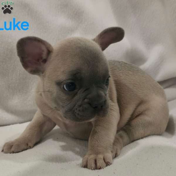 Luke, French Bulldog Puppy